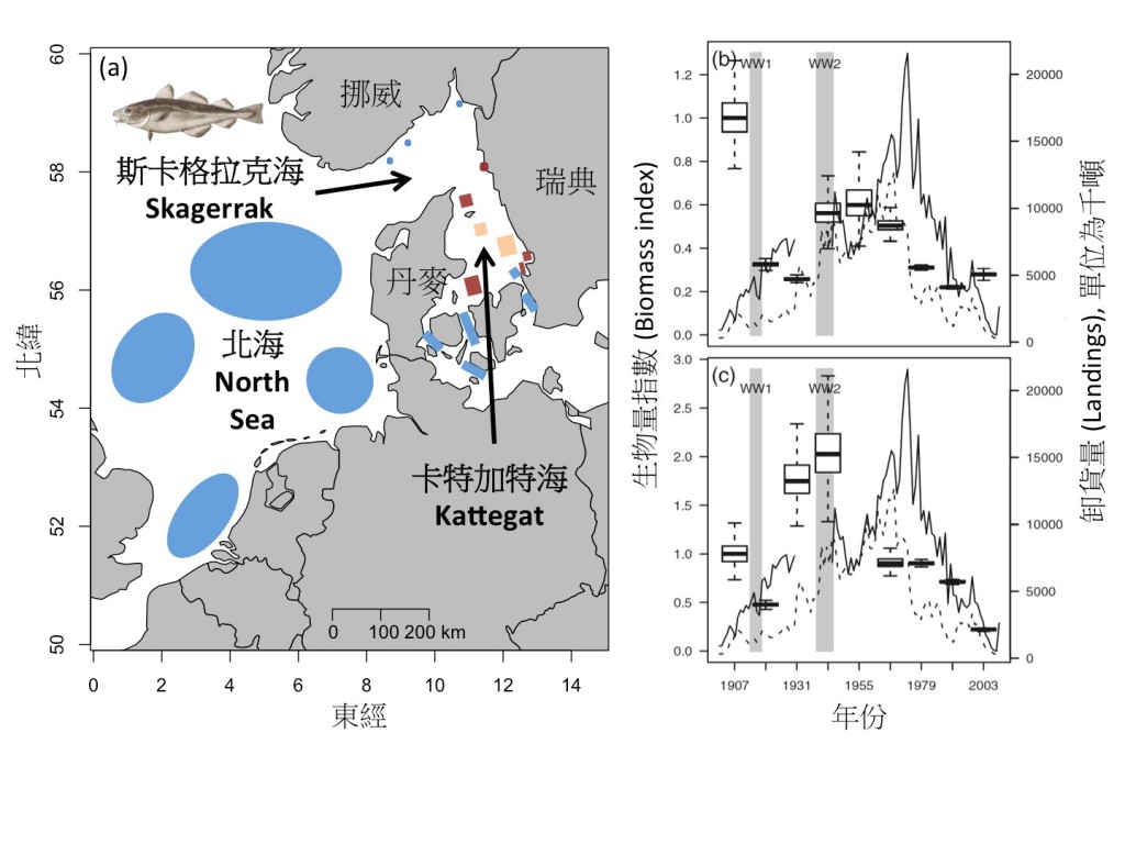 大西洋鱈魚在北海、斯卡格拉克海及卡特加特海的產卵場概略分布圖(a)，以及挪威和丹麥在1907-2003年間於斯卡格拉克海(b)和卡特加特海(c)海域捕捉鱈魚的漁獲記錄。在(a)圖中藍色區塊為現存的產卵場，暗紅色區塊則為過去曾經存在的產卵場，膚色區塊為面臨存續危機的產卵場; (b)與(c)圖中實線為瑞典的漁獲數字，虛線為挪威的漁獲數字, 灰色區域的WW1 及WW2代表第一次和第二次世界大戰期間。(a)圖仿繪自Figure 3 in Jonsson et al. (2016), Fisheries Oceanography, 25, 210–228; 左上方的鱈魚繪圖取自維基百科 (NOAA Photo Library); (b)與(c)圖截自Fig.4 in Bartolino et al. (2012) Canadian Journal of Fisheries and Aquatic Sciences, 69, 833-841。 