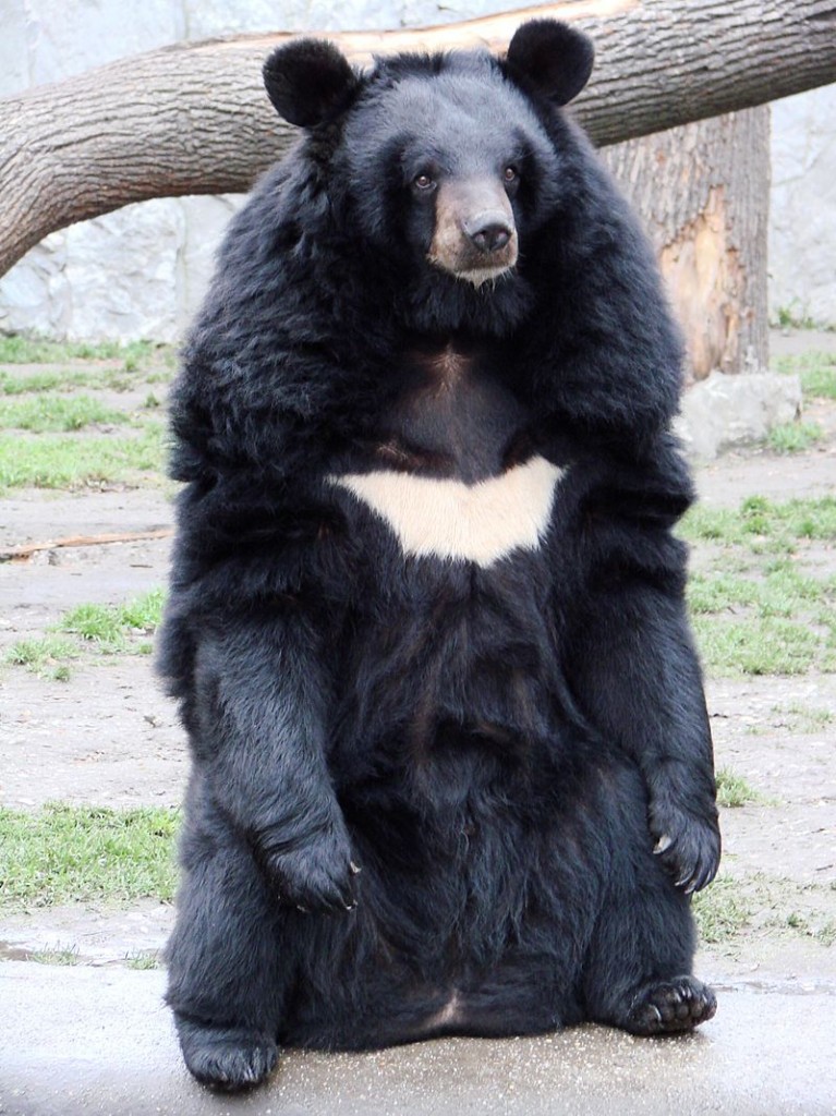 亞洲黑熊。圖片來源：Wiki
