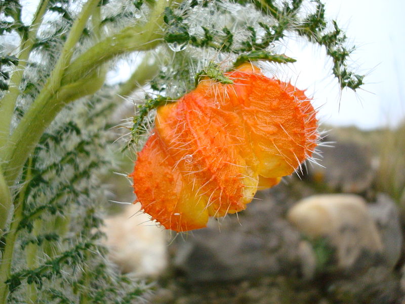 刺蓮花屬植物。圖片來源：Wiki