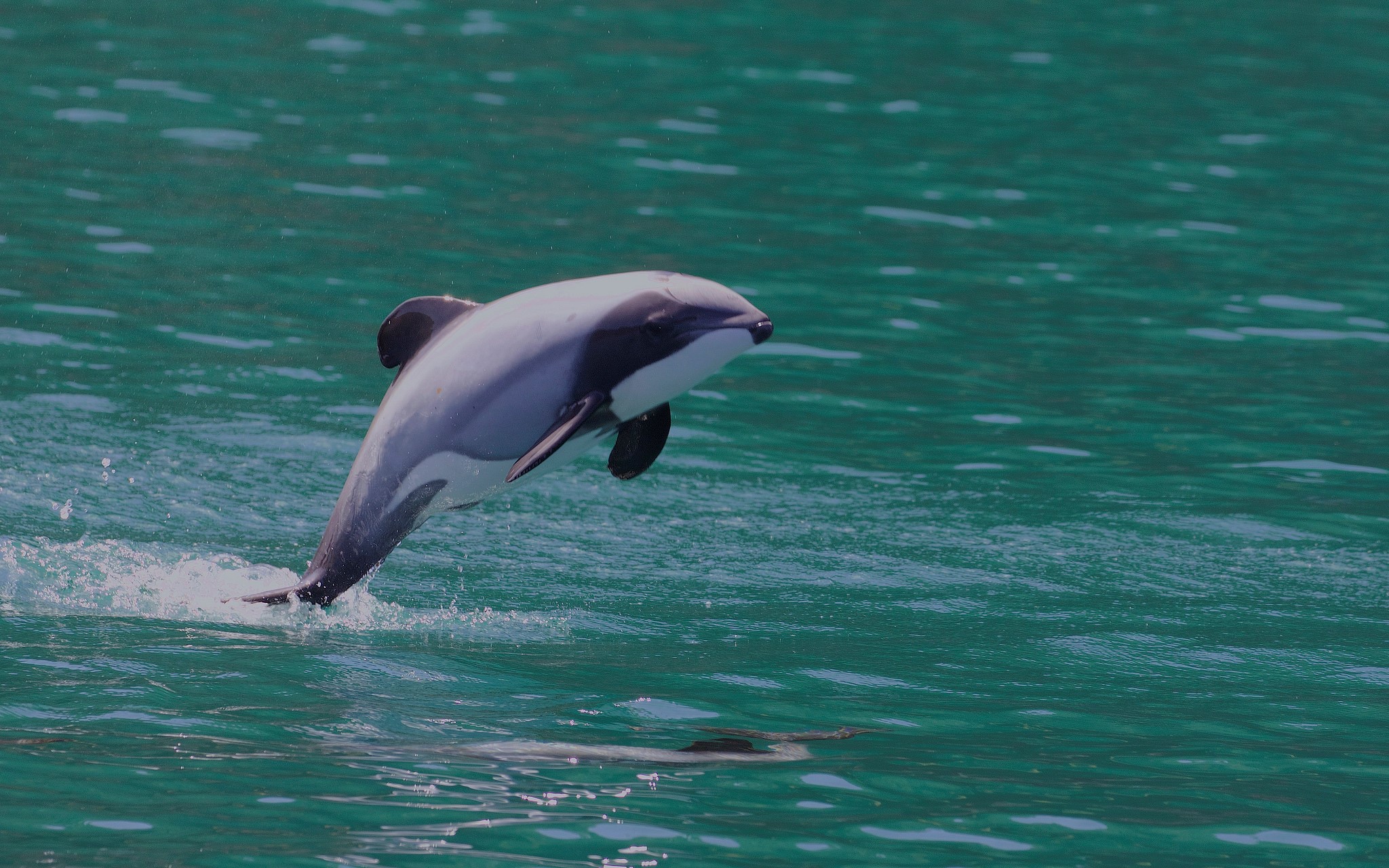 圖一：紐西蘭特有的赫氏矮海豚。圖片來源：Gregory "Slobirdr" Smith @Flickr (CC BY-SA 2.0)