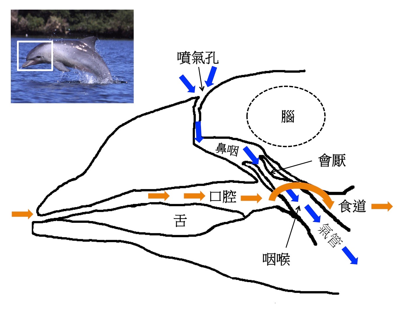 圖二：鯨豚頭部解剖卡通解說圖。橘色箭頭表示食物進入腸胃道的路徑，藍色箭頭表示空氣進入肺部的路徑。圖片來源：筆者自繪，參考Dawson et al. (2016) Figure 3，左上方海豚圖取自維基百科。 