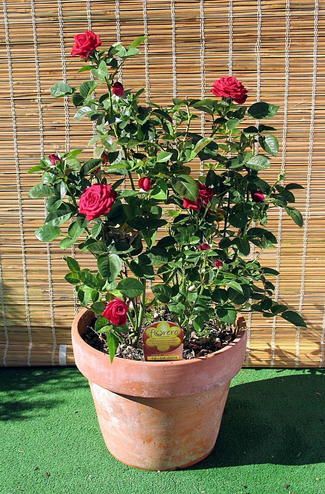 玫瑰花。圖片來源：wiki