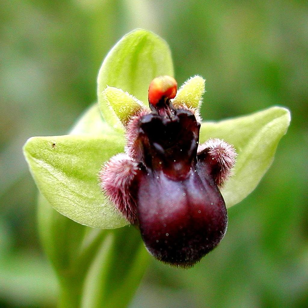 大黃蜂蘭（Ophrys bombyliflora），圖片來源：Wiki