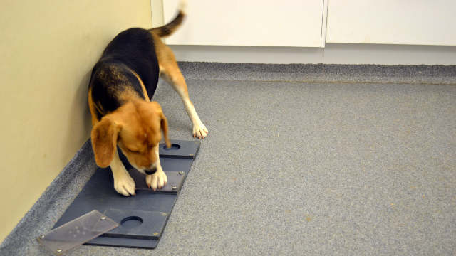 Beagle attempting to solve an unsolvable task MIA PERSSON