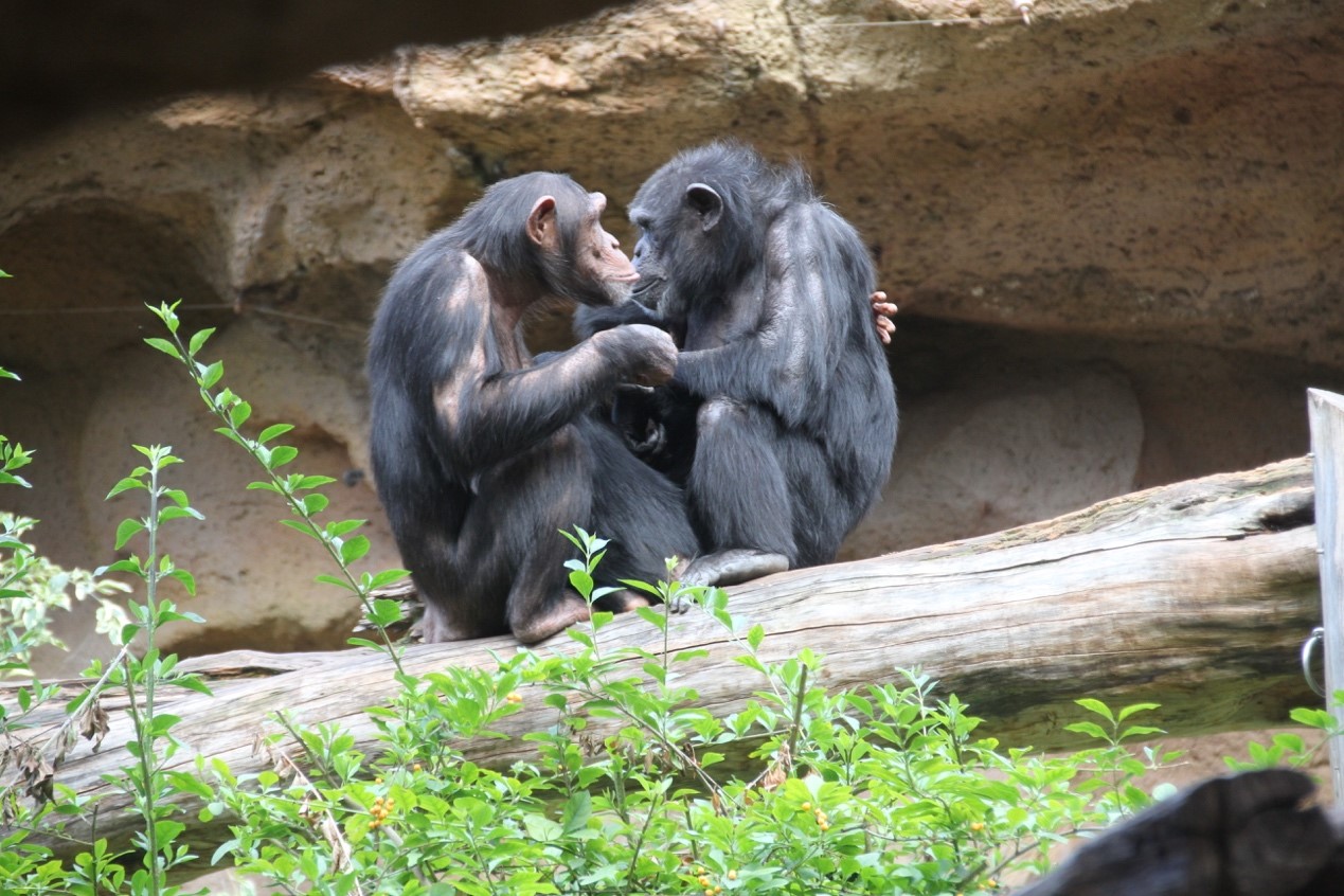  黑猩猩（Pan troglodytes）