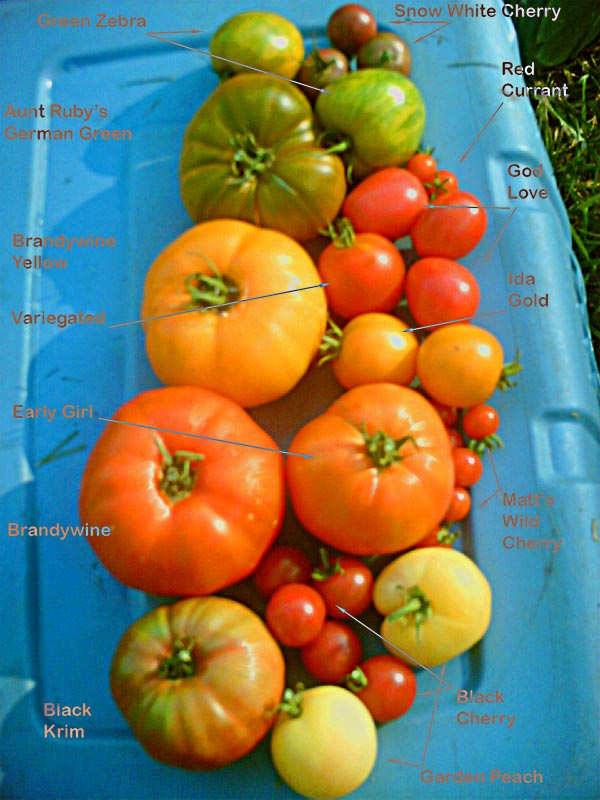 各式各樣的家傳品系蕃茄。圖片來源：Wiki