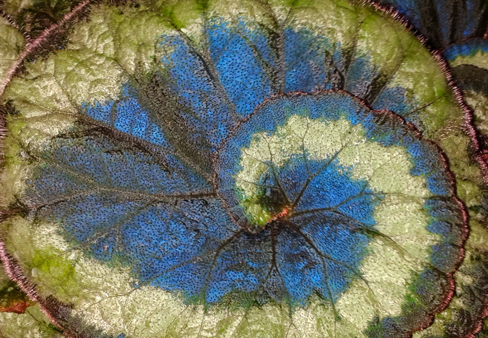 孔雀秋海棠。圖片來源：Science