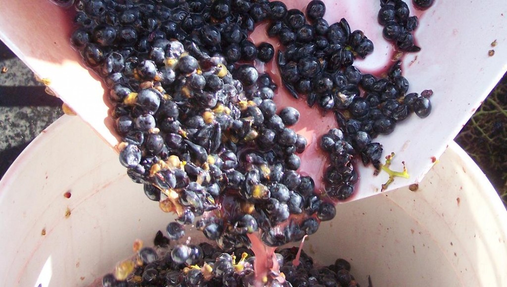 Mthomebrew_crushed_grapes