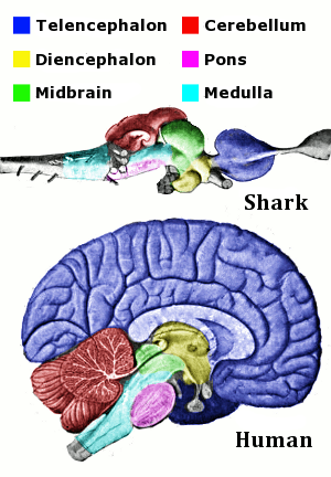 人的大腦是脊椎動物裡面最複雜的。 圖片來源：維基百科
