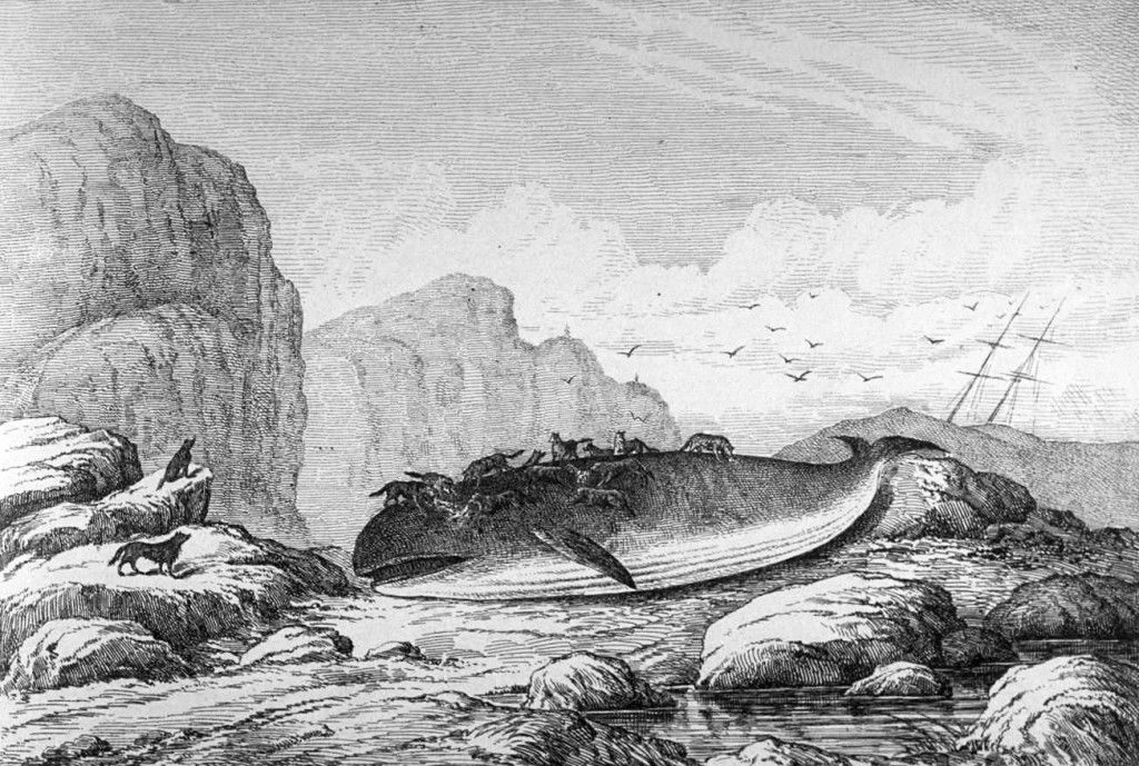 加拿大畫家Pierre-NarcisseTêtu (1836-1878) 筆下被狼群啃食的鯨魚屍體。（圖片取自維基百科）