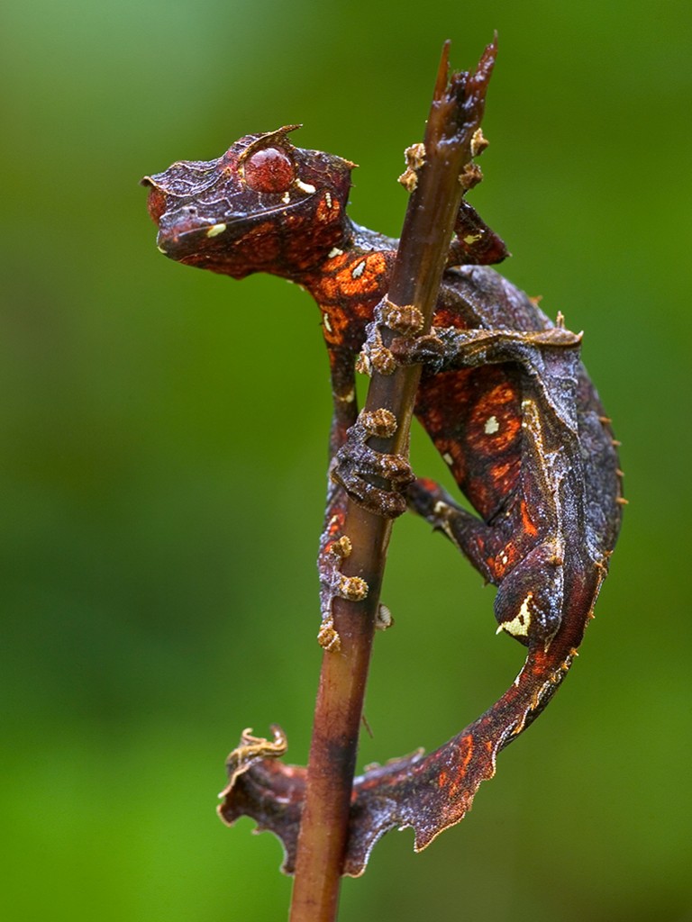 Fantastic Leaf-tail Gecko (Uroplatus phantasticus) clinging to a twig, Madagascar