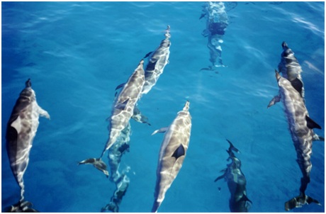 圖二：悠游在夏威夷海域的飛旋海豚。圖片取自維基百科。 