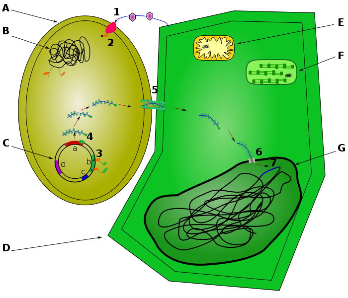 農桿菌的轉殖原理。左邊是農桿菌，右邊是植物細胞； C為Ti質體，載體中的a為T-DNA。圖片來源：wiki