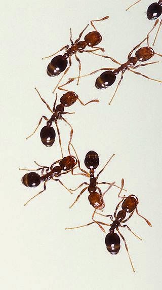 火蟻（Fire ants） 圖片來源：wiki
