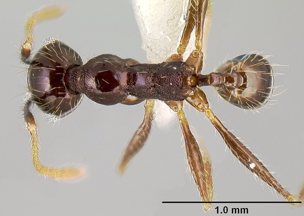 工蟻。圖片來源：wiki