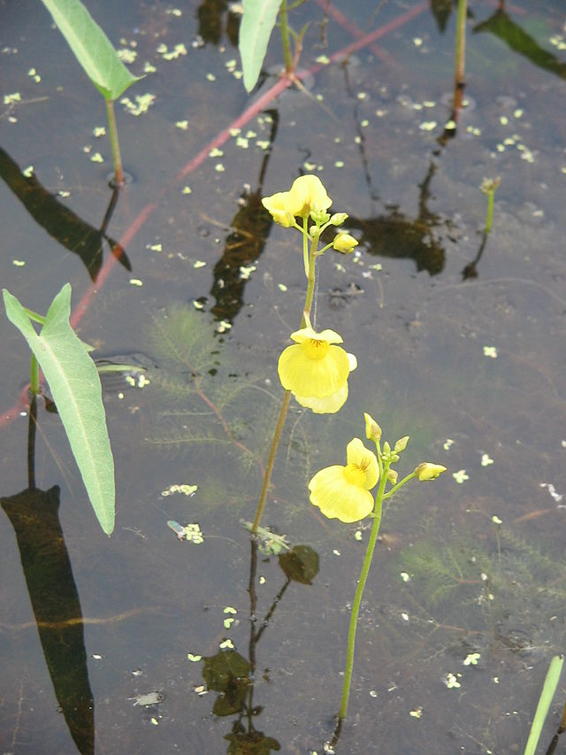狸藻的花。圖片來源：wiki