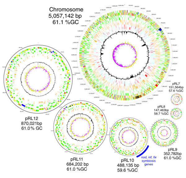 豌豆根瘤菌的基因體。圖片來源：Genome Biology