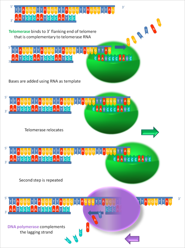 端粒酶作用圖解。圖片來源：wiki