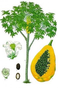 木瓜。圖片來源：wiki