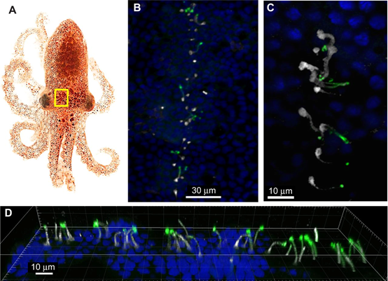 章魚（Octopus bimaculoides）表現視蛋白的周邊感覺神經元（發綠色螢光者）（M. D. Ramirez & T. H. Oakley. J Exp Biol 218, 1513-1520 (May 15, 2015).）