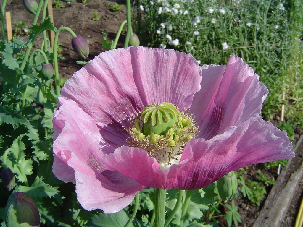 鴉片罌粟的花。圖片來源：wiki