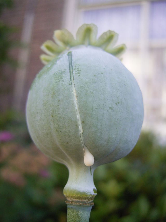 鴉片罌粟的蒴果與乳汁。圖片來源：wiki