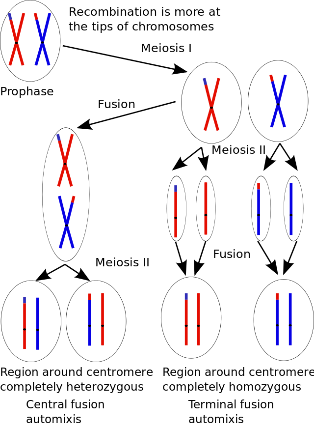 孤雌生殖可能的機制。圖片來源：wiki
