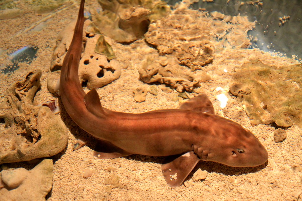 點紋斑竹鯊。圖片來源：wiki