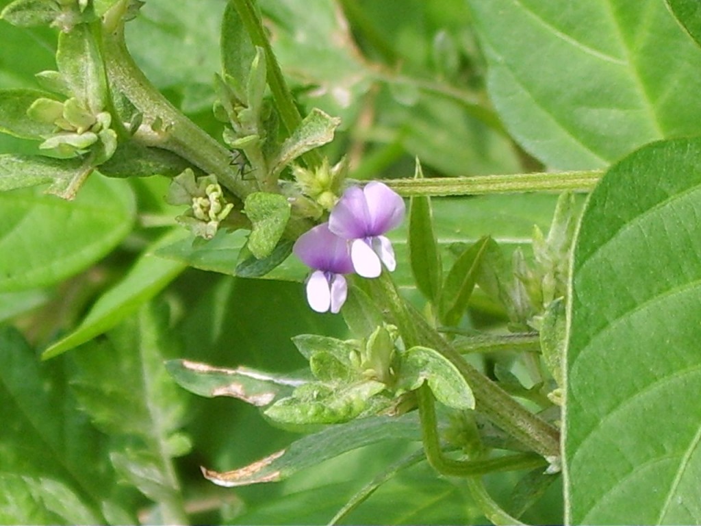 野生大豆（Glycine soja）。圖片來源：wiki
