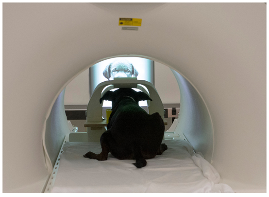 fMRI實驗的方式（Dilks DD, et al. (2015) PeerJ 3:e1115）