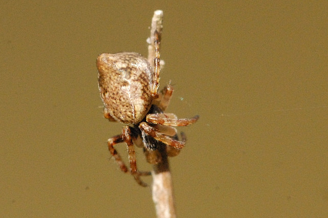突尾艾蛛（Cyclosa conica）。圖片來源：wiki