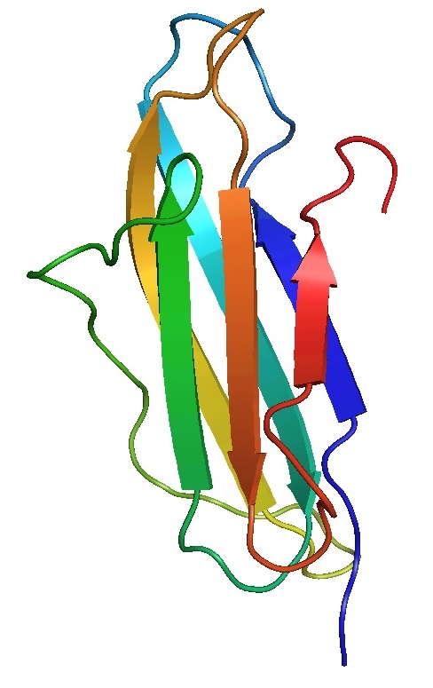 β2-microglobulin。圖片來源：wiki