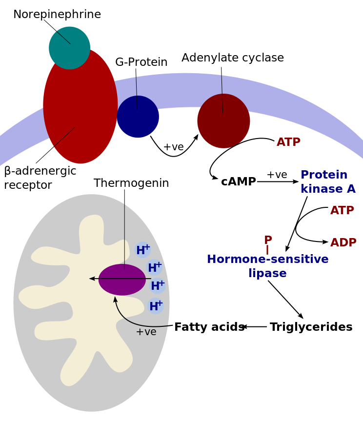UCP1（圖下方紫色橢圓）的作用機制。圖片來源：wiki 