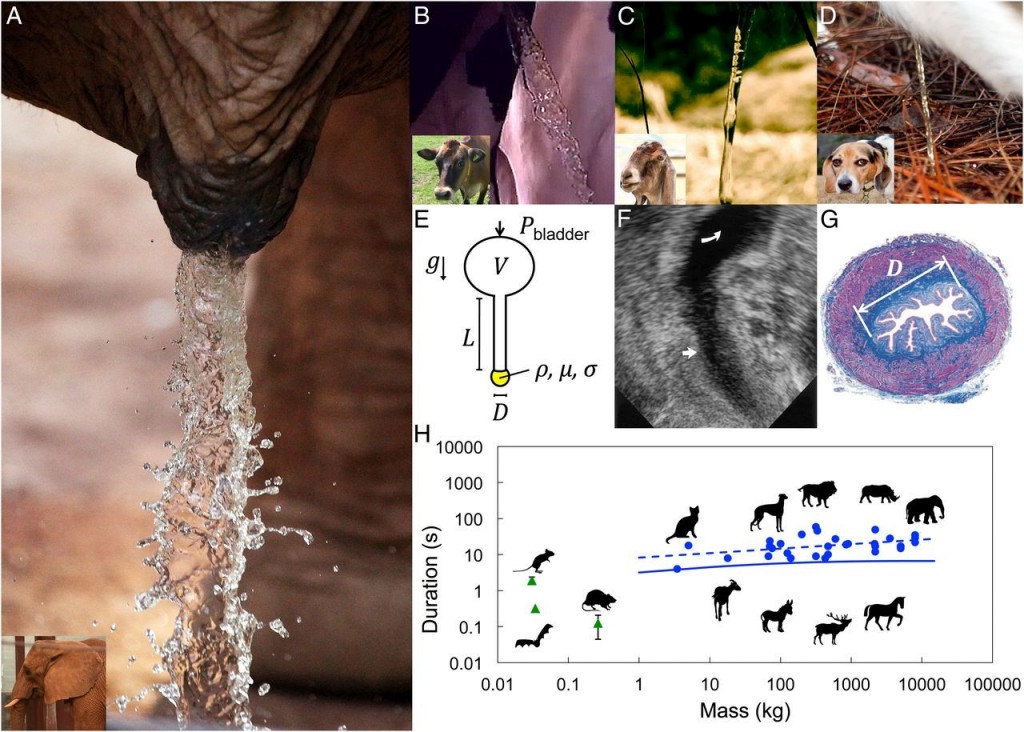 大象（A）、牛（B）、羊（C）和狗（D）的尿尿。E為泌尿系統，F為女人的膀胱及尿道之超聲波圖，G為母豬的尿道組織切片。H顯示體重和尿尿時間的統計關係。（P. J. Yang, et al. PNAS 2014）