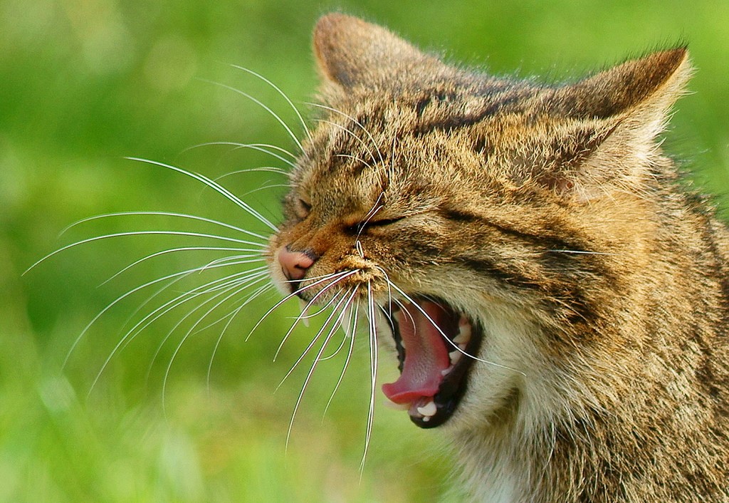 蘇格蘭野貓（Peter Trimming - Yawning 'Kendra', CC BY 2.0）