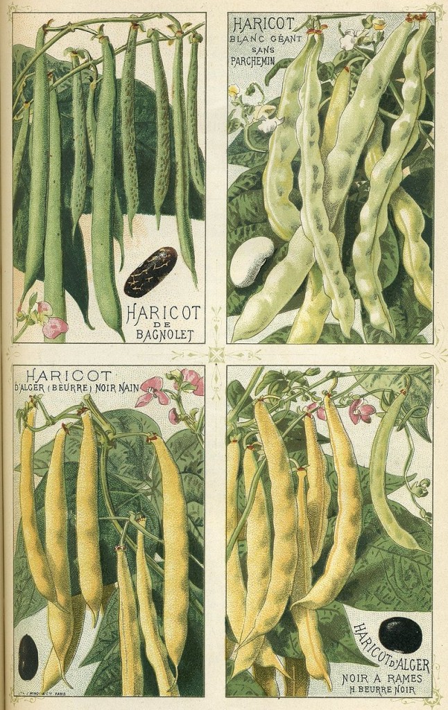 各種不同的菜豆。圖片來源：wiki