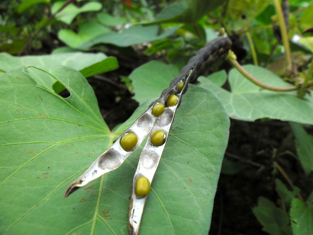 綠豆（Vigna radiata，mungbean）（Photo credit: Earth100, CC BY-SA 3.0）