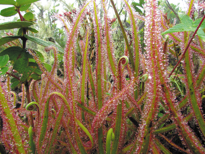 Drosera magnifica。圖片來源：Nature News