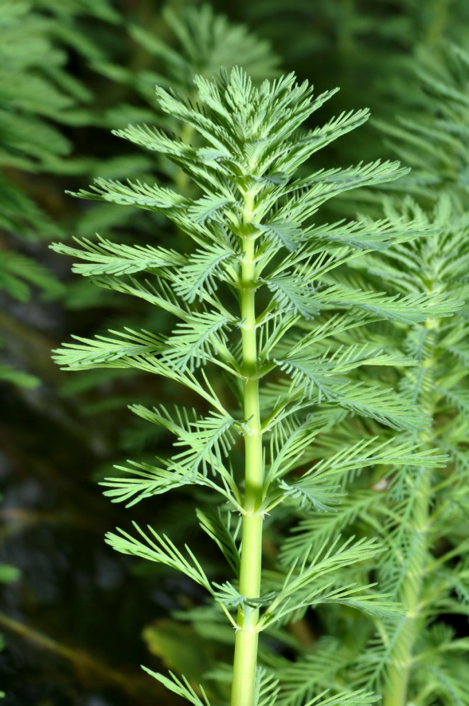 粉綠狐尾藻。圖片來源：Wiki