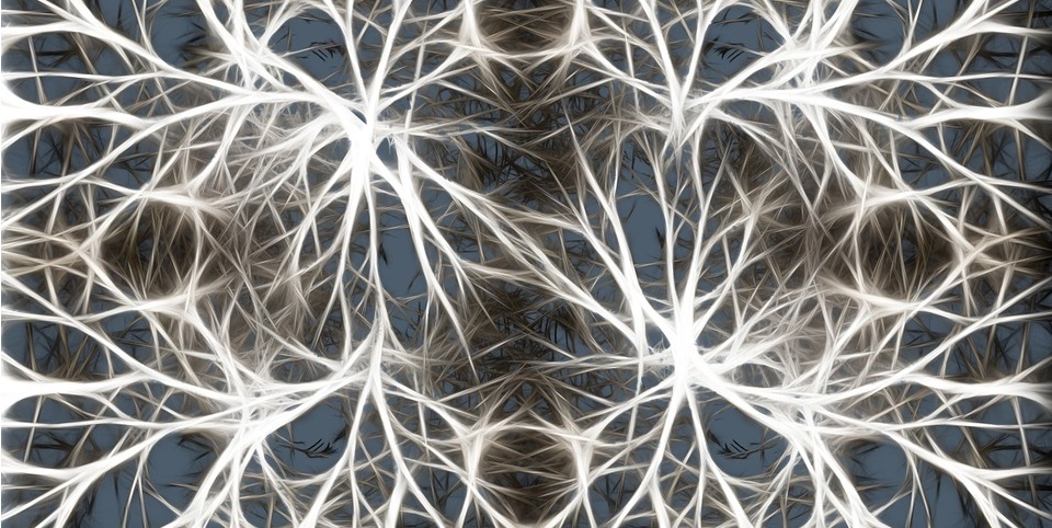 神經元©Pixabay.com