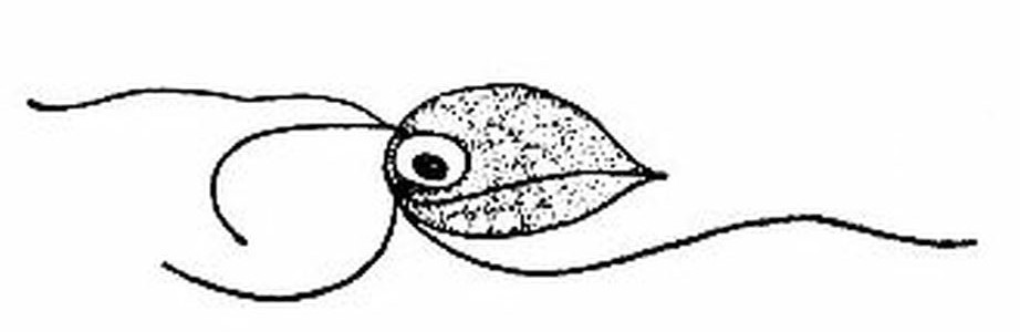 Monocercomonoides sp. 圖片來源：Wikipedia