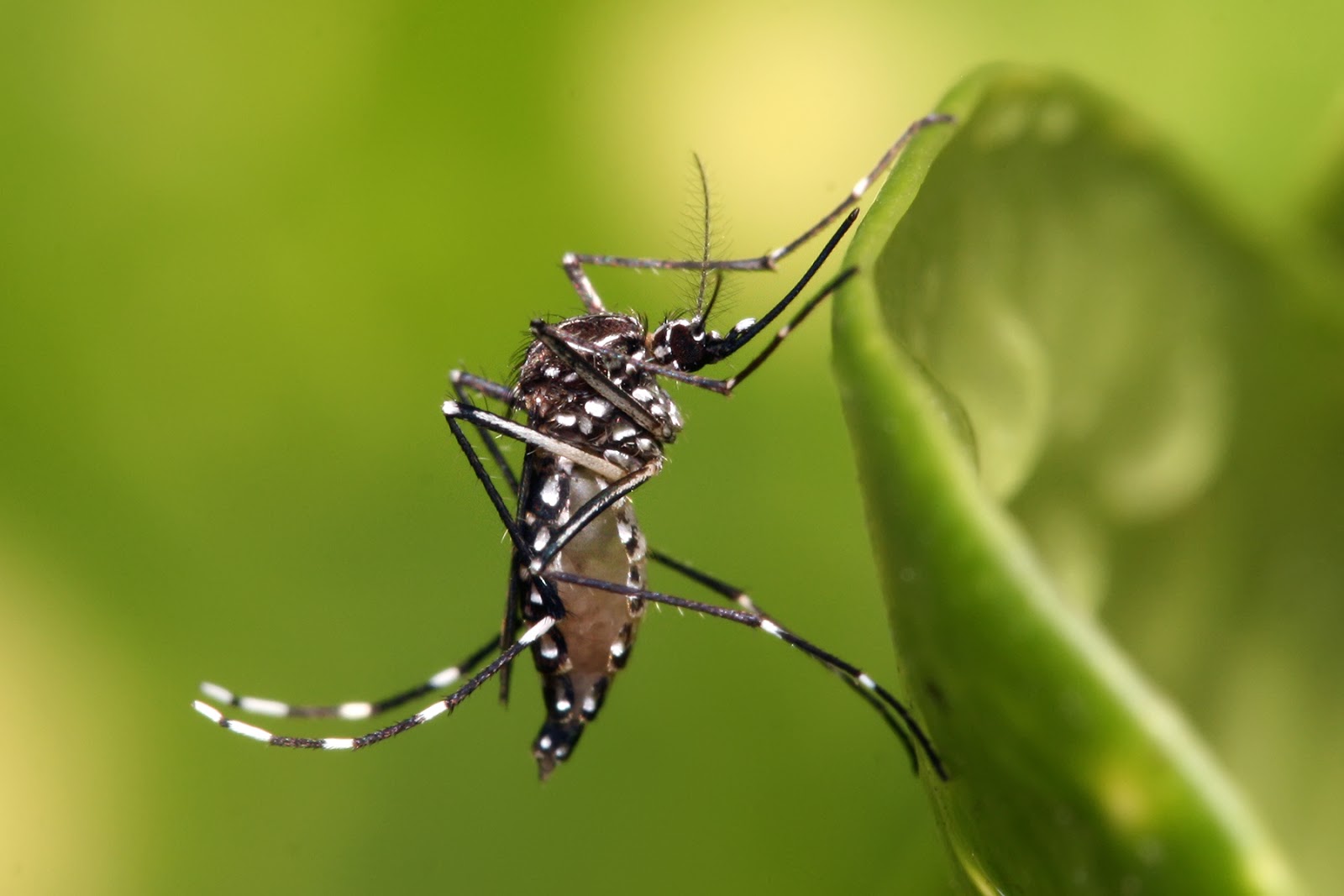 埃及斑蚊（Aedes aegypti）。圖片來源：Wiki