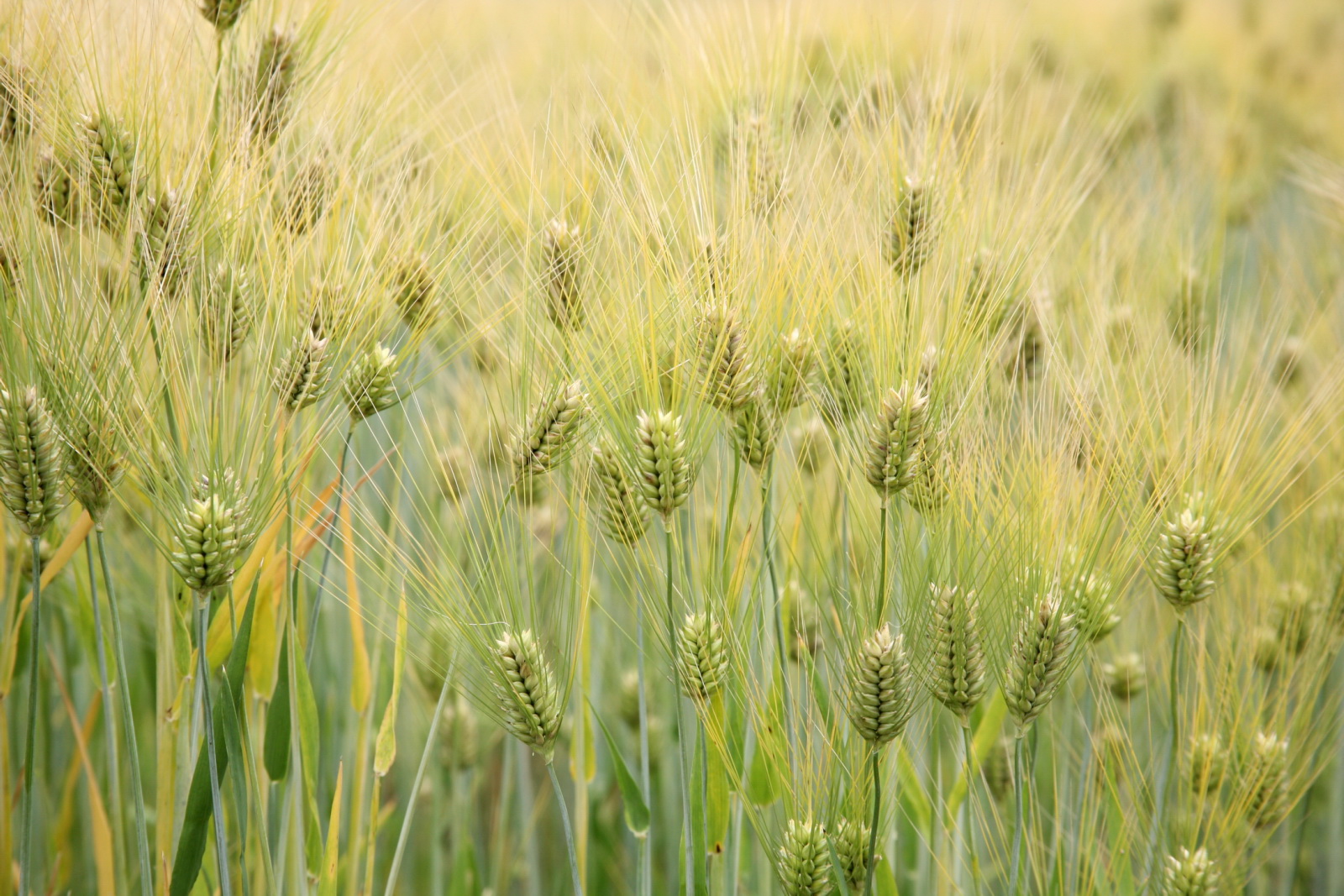 大麥。圖片來源：Wikipedia