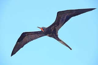 軍艦鳥。圖片來源：Wiki