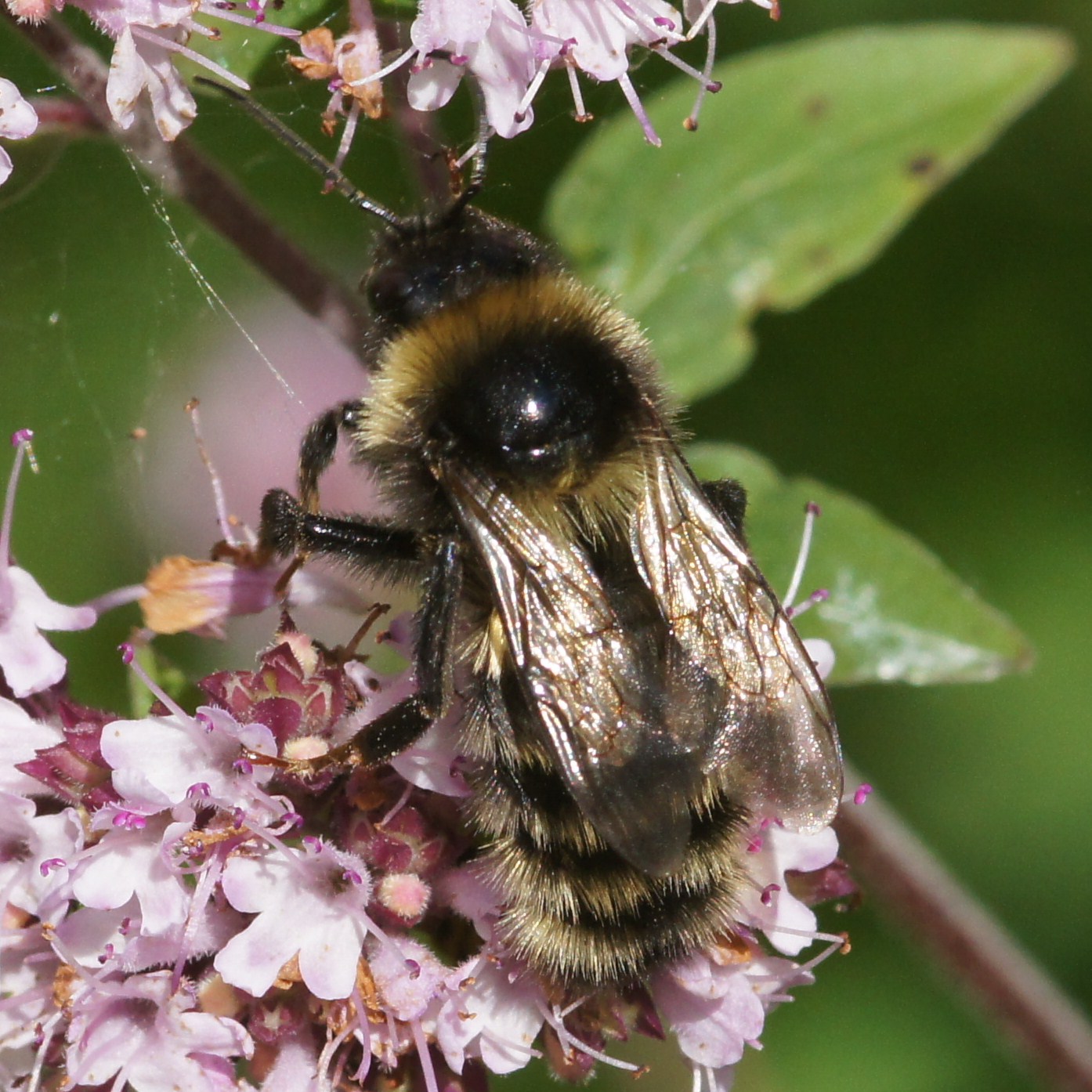 短毛大黃蜂（Bombus subterraneus）。圖片來源：Wiki