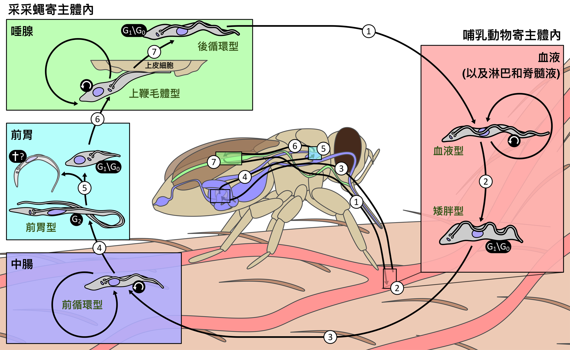 圖二：錐蟲在采采蠅及哺乳動物寄主身上的生活史。左右邊各色的框格分別對應采采蠅及哺乳動物體內各器官同色部位，匡格內為錐蟲在該部位時所表現的生活史階段。圖片提供：Richard Wheeler. 