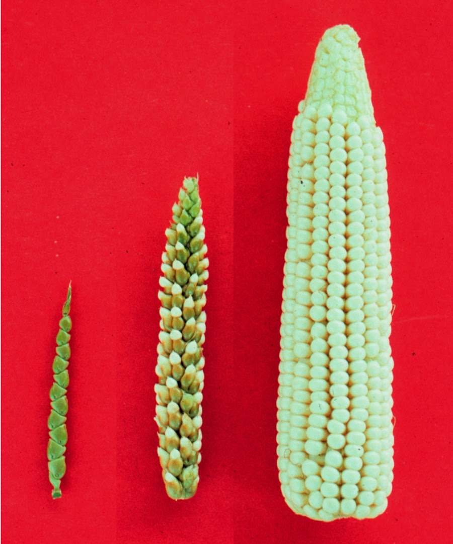 大芻草（左）與玉米（右）。 圖片來源：Wikipedia