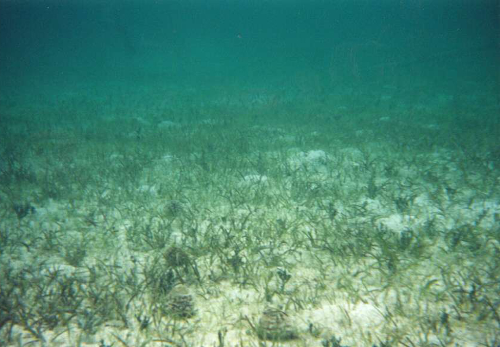 泰來藻屬的烏龜藻（Thalassia testudinum）。圖片來源：Wiki