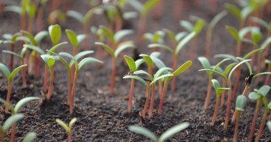 種子植物專屬反應:迅速向下扎根 種子植物專屬反應:迅速向下扎根