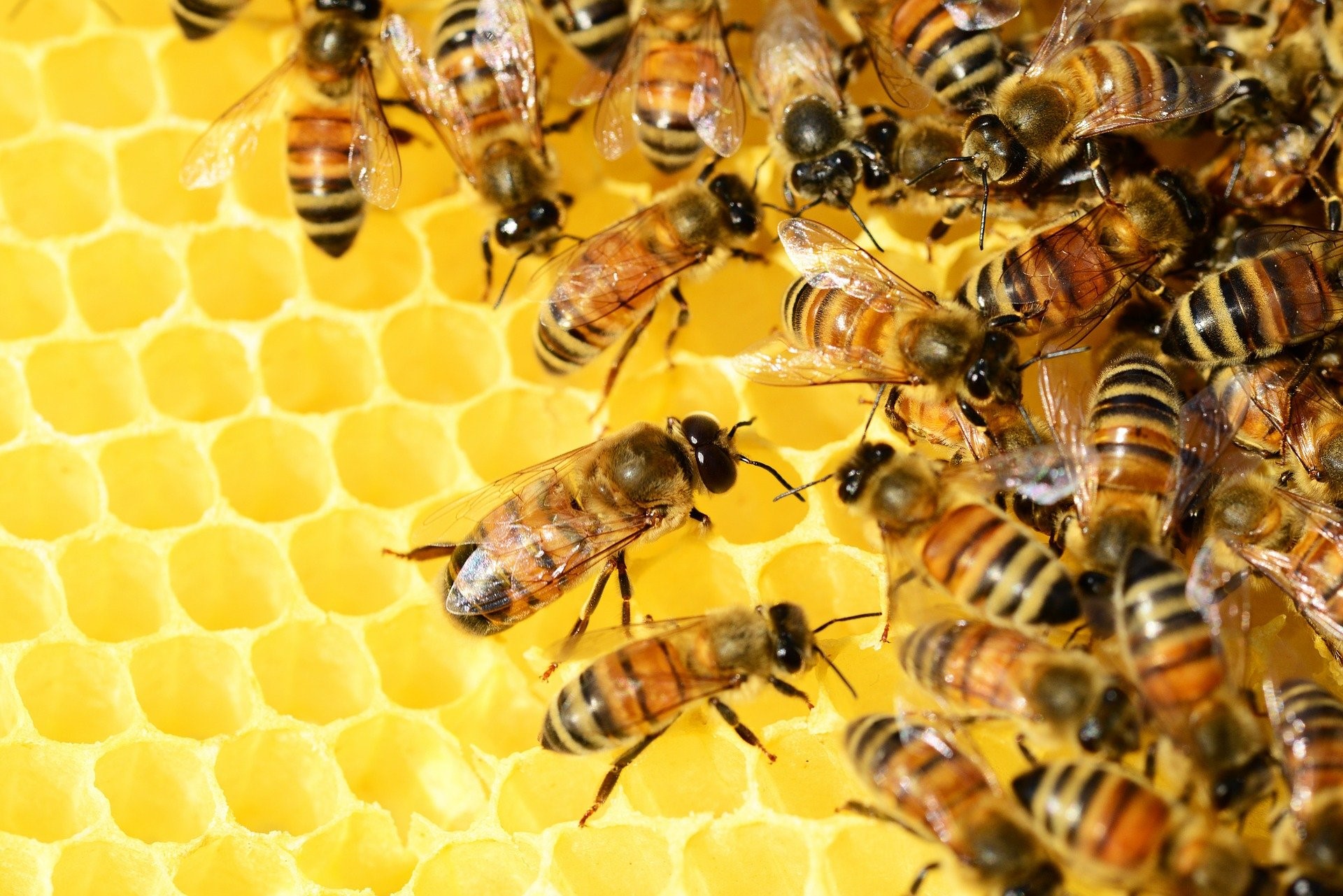 蜜蜂也會用保持社交距離對抗疾病? | CASE 報科學